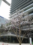 image/2013-03-20T20:29:16-1.JPG